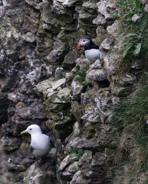 Atlantic Puffin - ML619273718