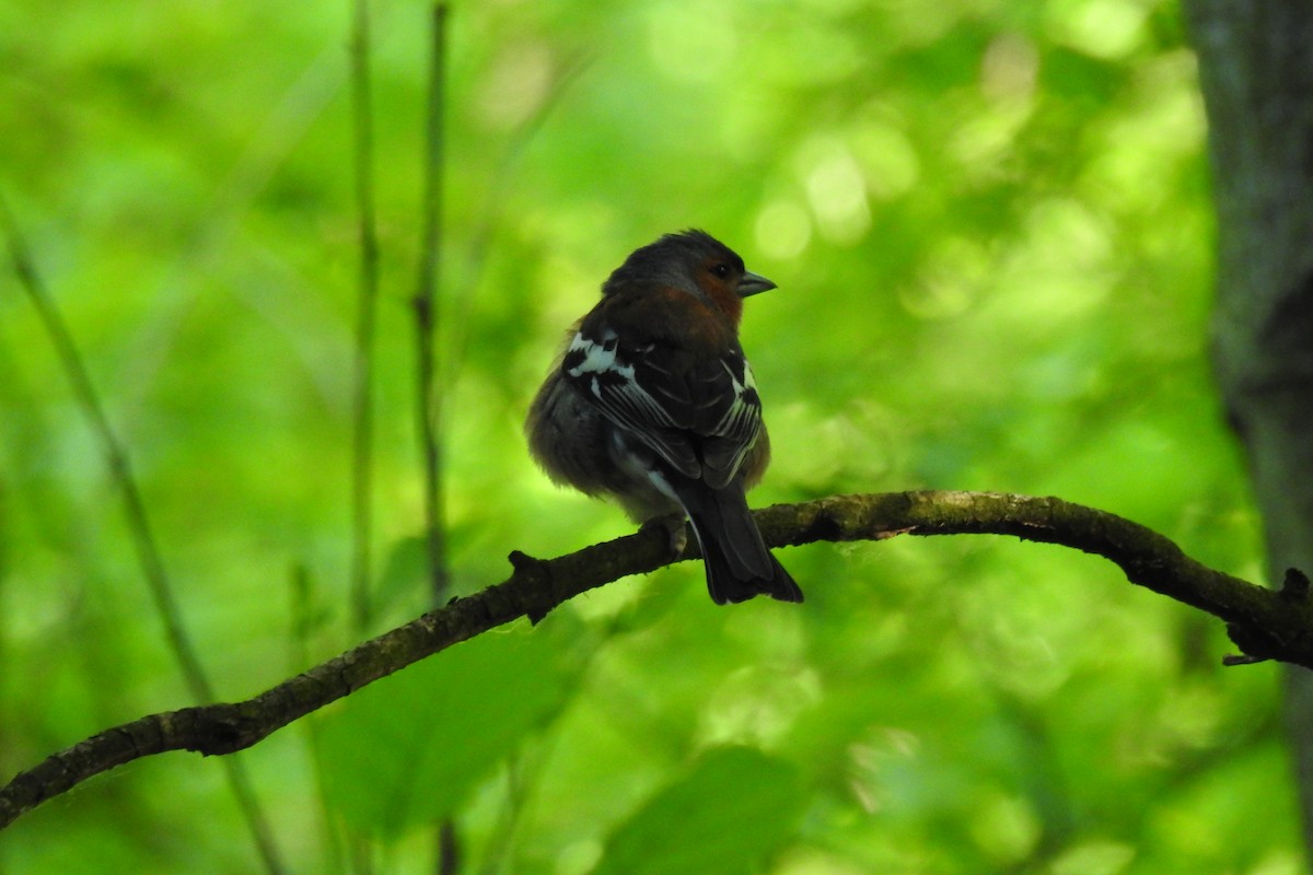 Common Chaffinch - Peter Hines