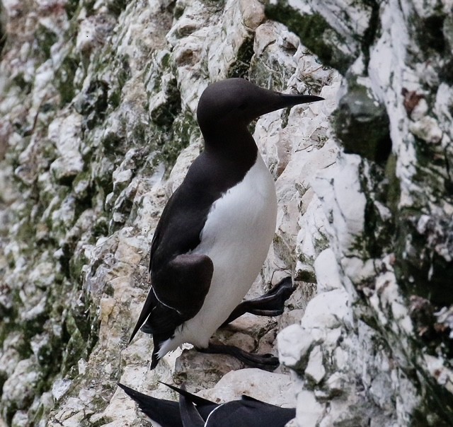 Common Murre - ML619273734