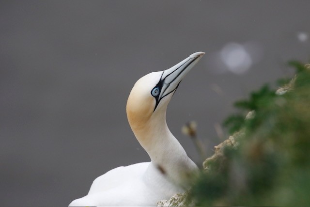 Northern Gannet - ML619273748