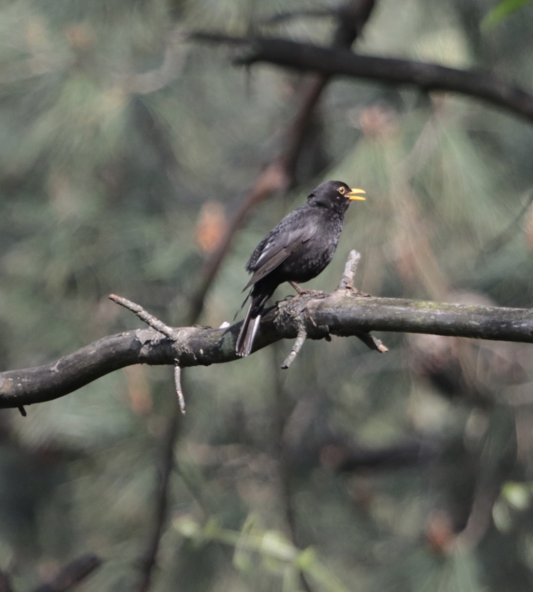 Eurasian Blackbird - ML619273767