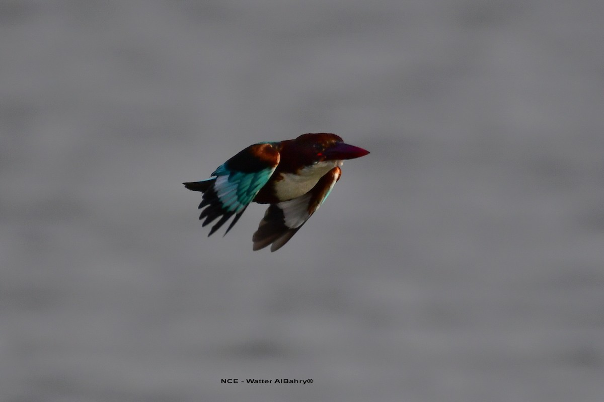 White-throated Kingfisher - Watter AlBahry