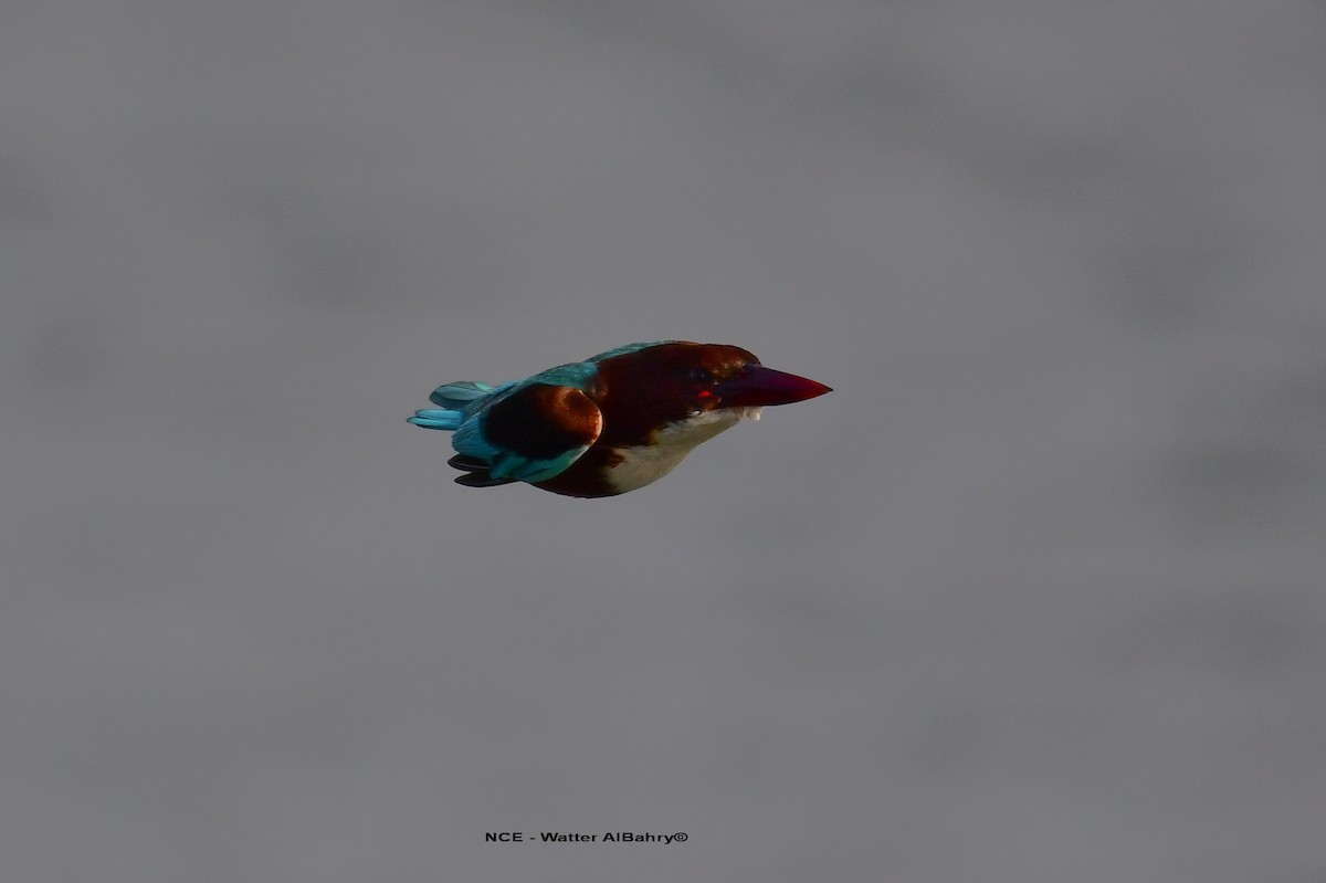 White-throated Kingfisher - ML619273770