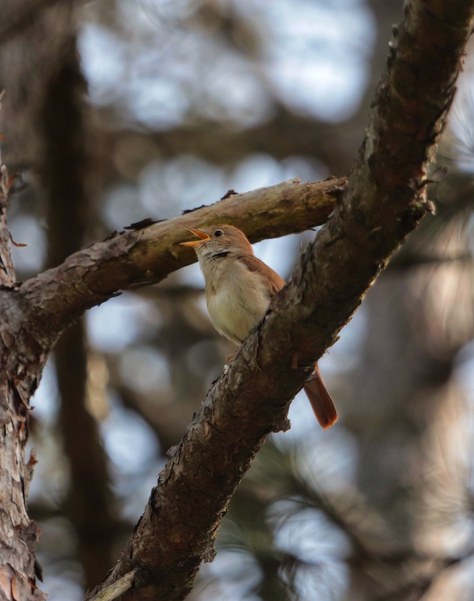 Common Nightingale - erdem baykus