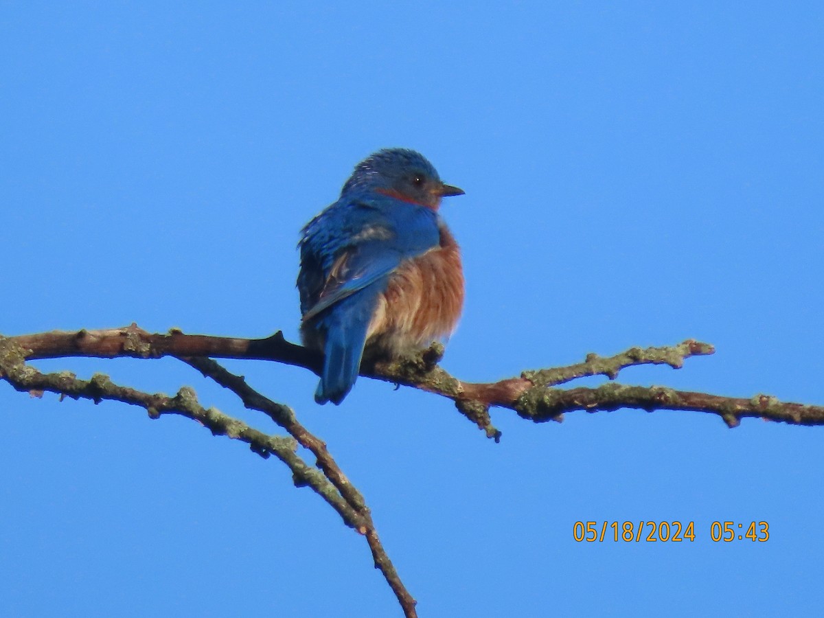 Eastern Bluebird - Leon Book