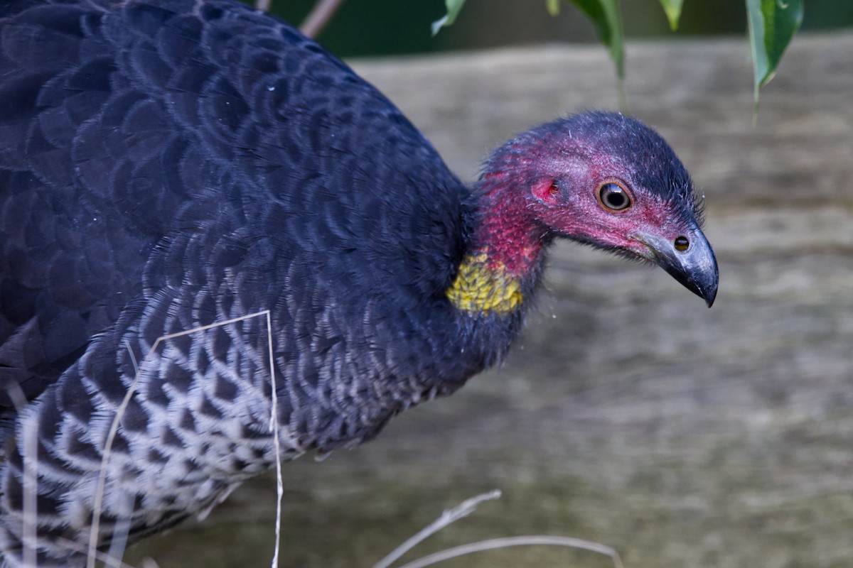 Australian Brushturkey - Adrian van der Stel