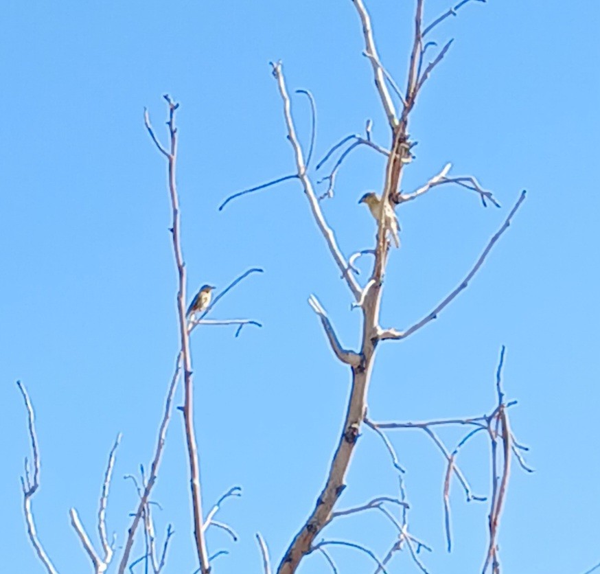 Lesser Masked-Weaver - ML619273796