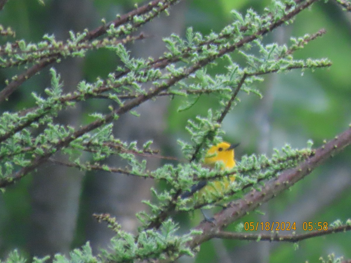 Northern Parula - Leon Book