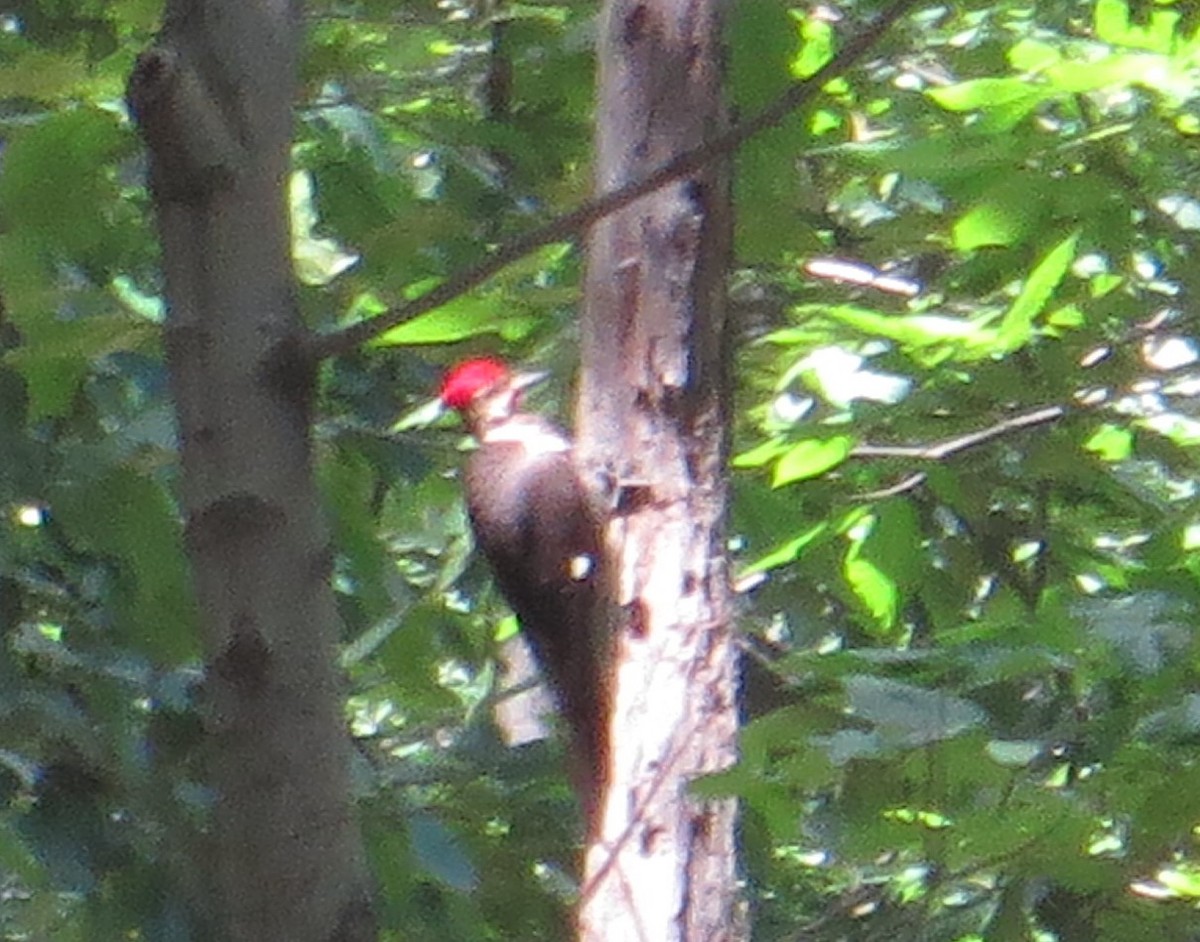 Pileated Woodpecker - ML61927381