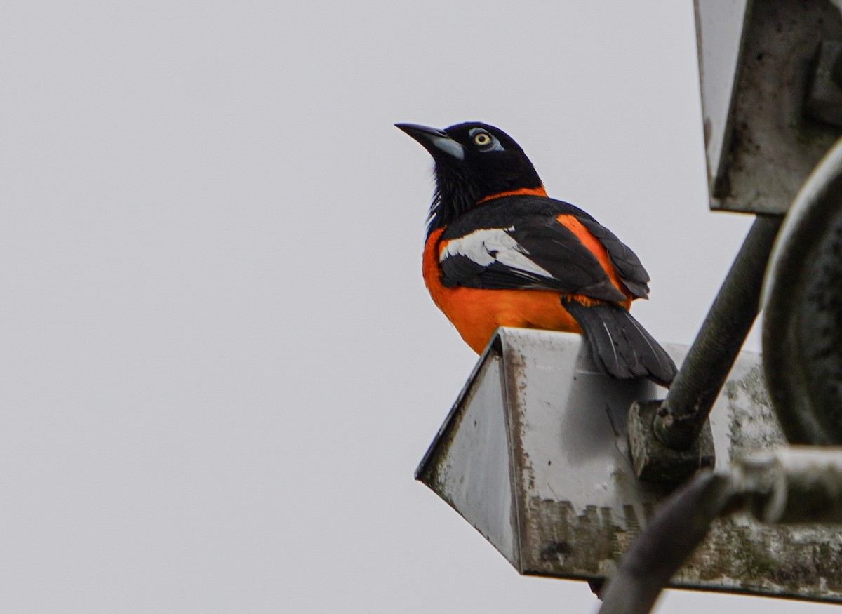 Venezuelan Troupial - Bobby Senter