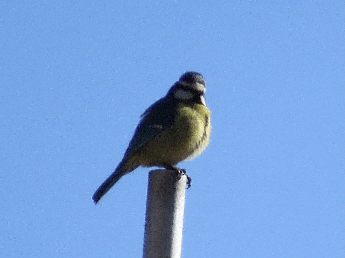 African Blue Tit - Simon Pearce