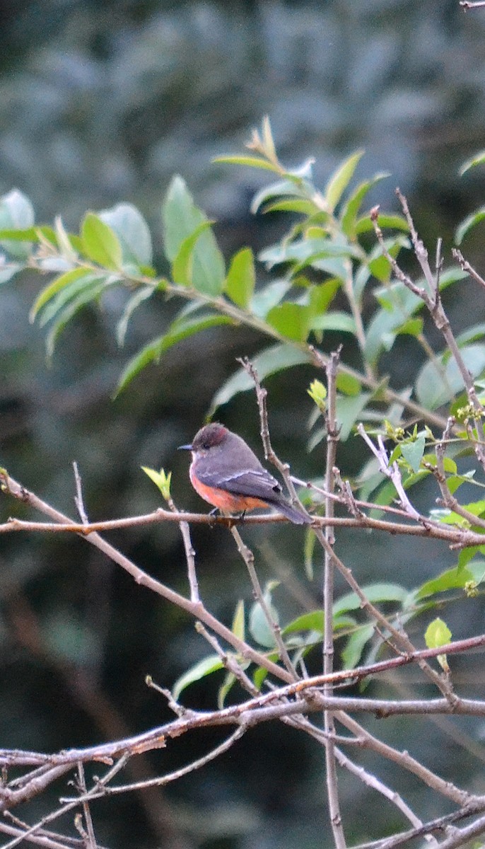 Vermilion Flycatcher - ML619273850