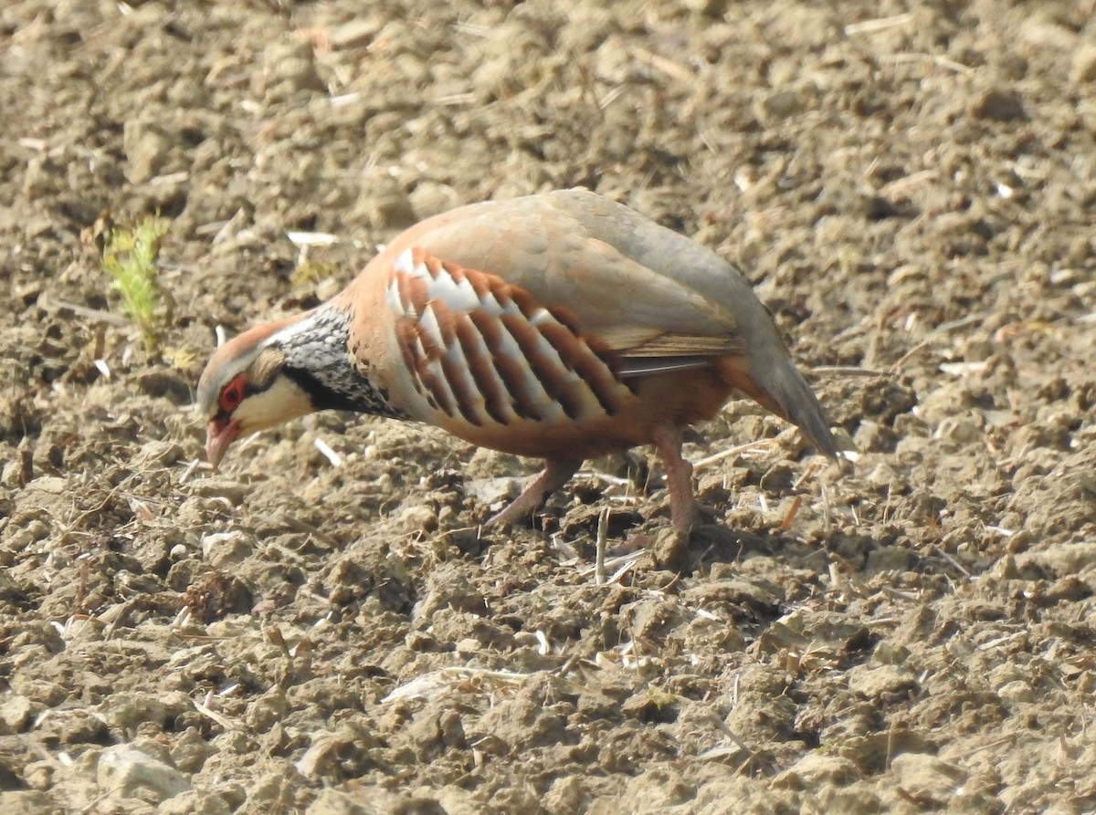 Red-legged Partridge - Bill Mulhearn