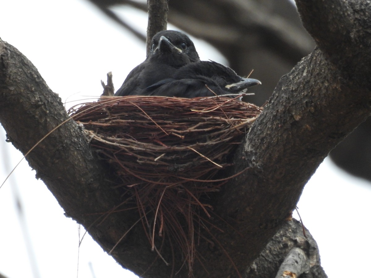 Black Drongo - ML619273854