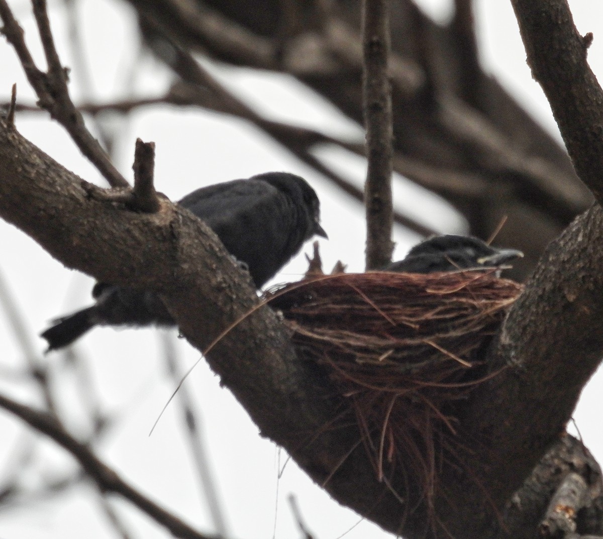 Black Drongo - ML619273856