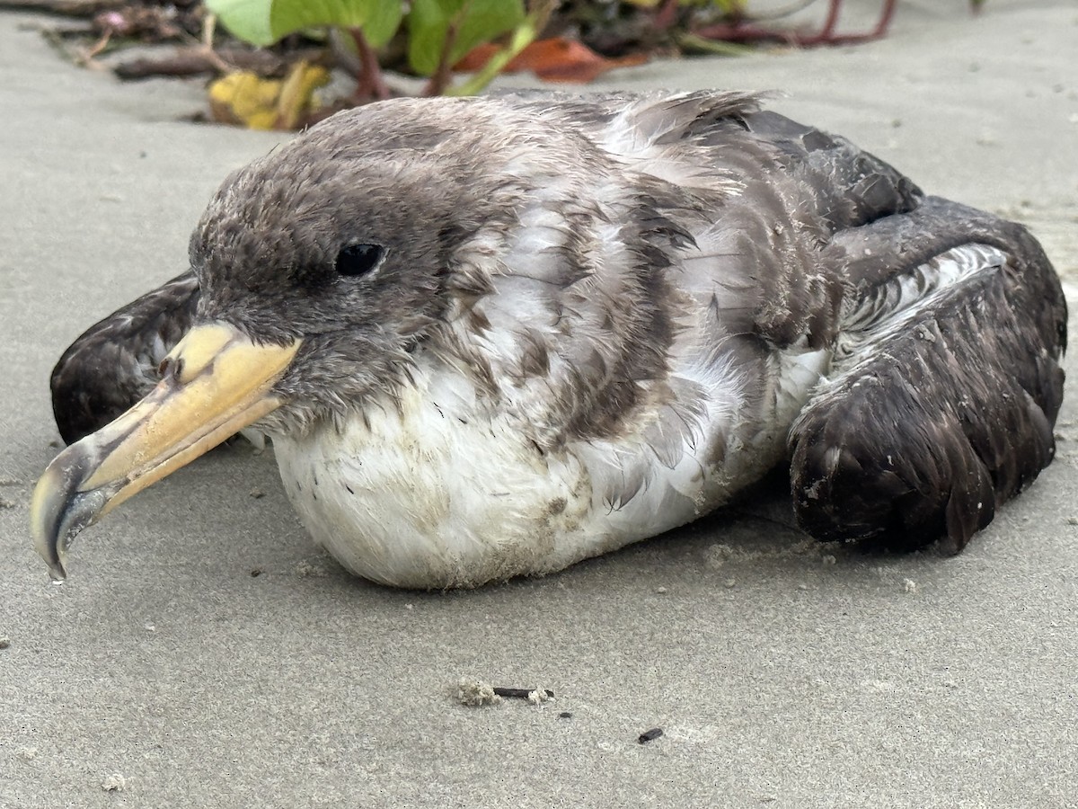 Cory's Shearwater (borealis) - Edu no Mato