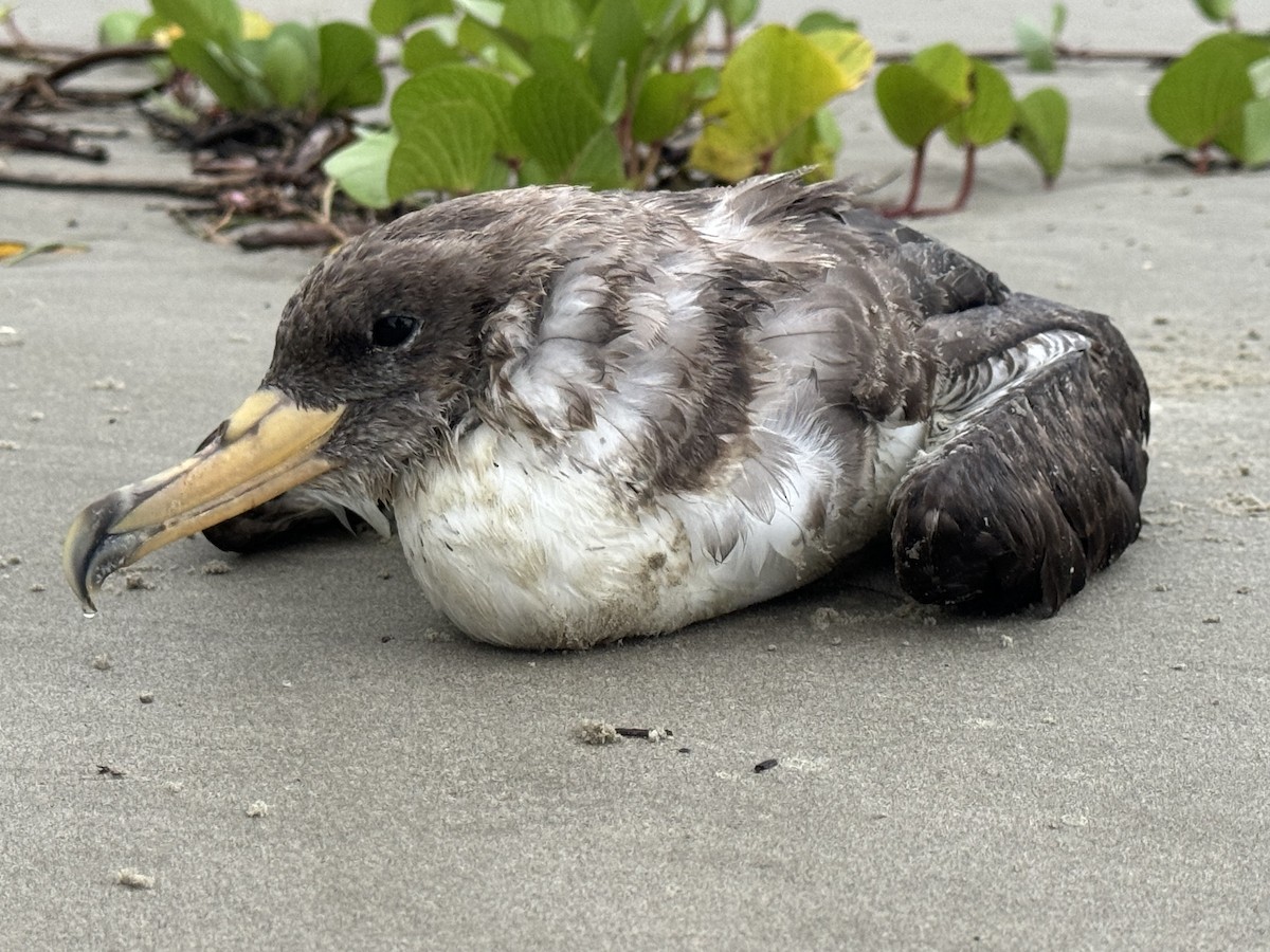 Cory's Shearwater (borealis) - Edu no Mato