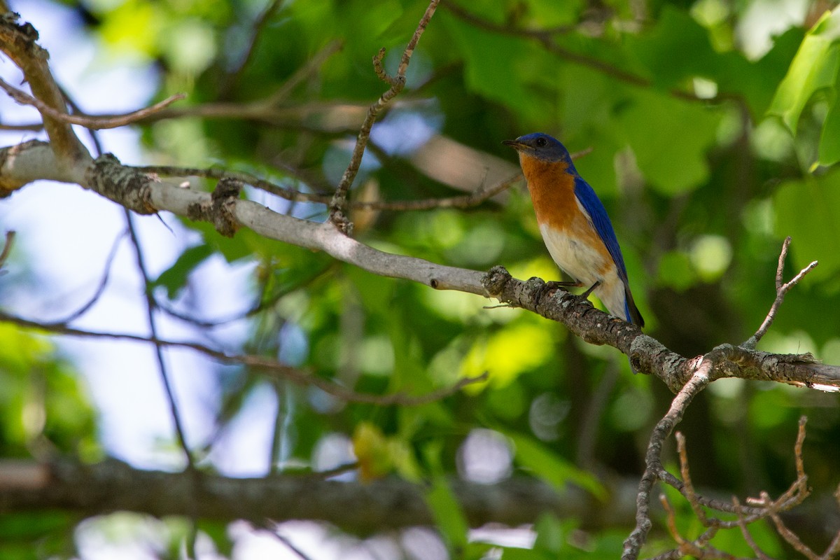 Eastern Bluebird - Nathan McCarty