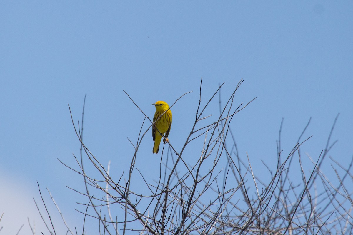 Yellow Warbler - Nathan McCarty