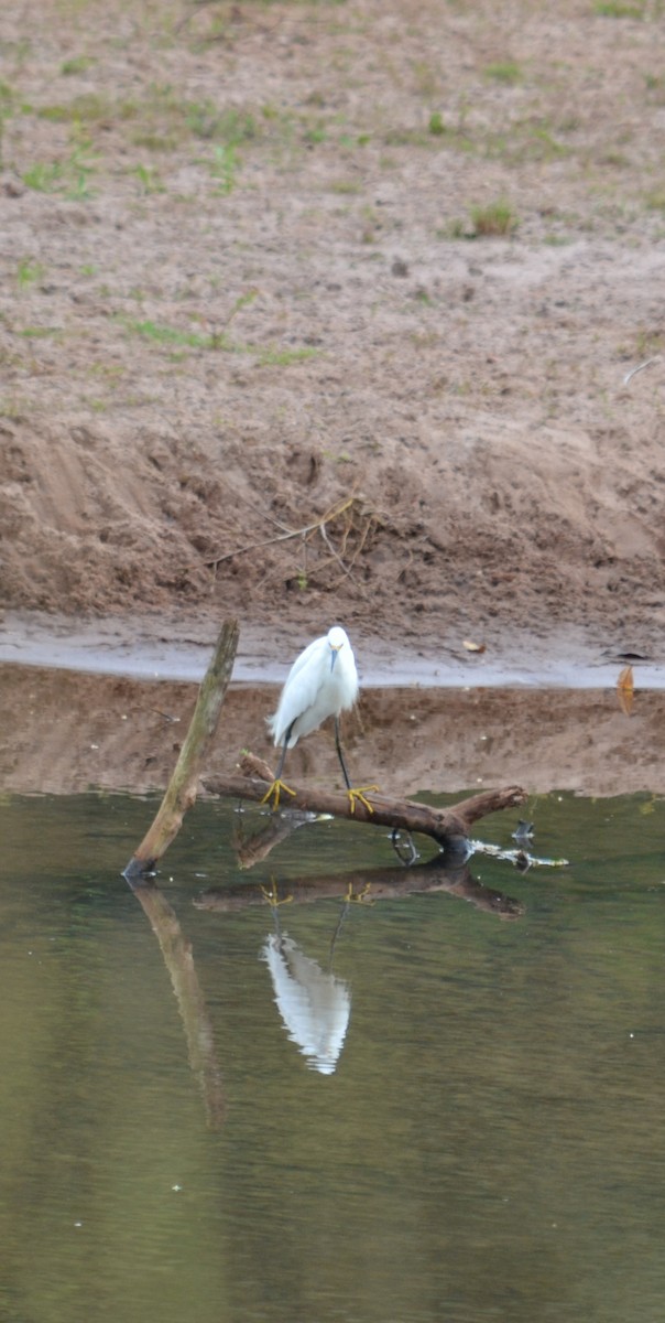 Snowy Egret - Cinthia Barbosa