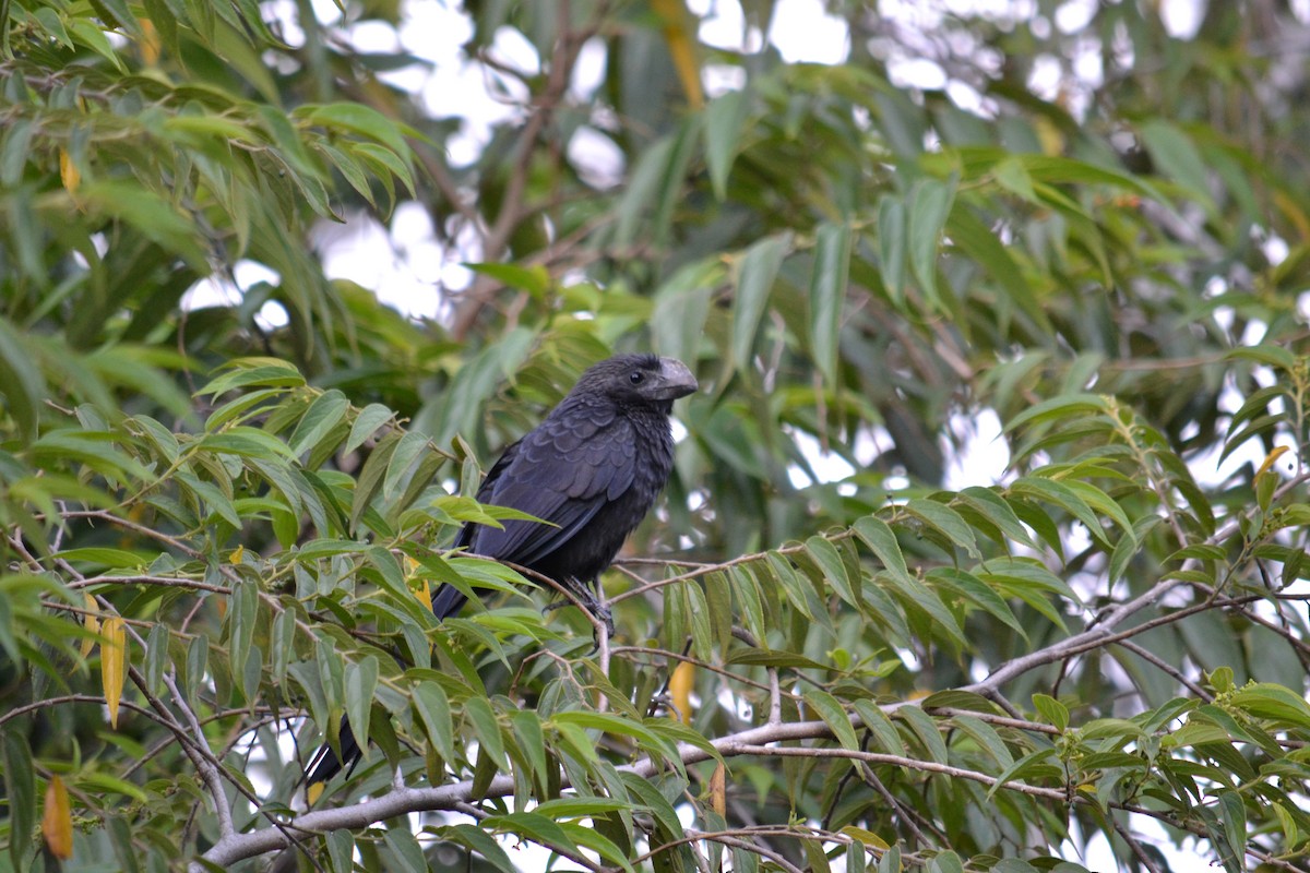 Smooth-billed Ani - ML619273908