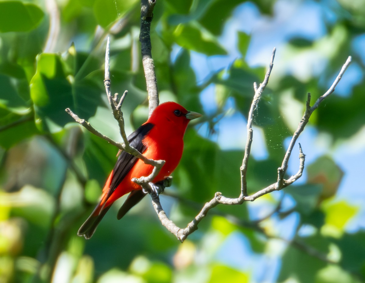 Scarlet Tanager - ML619273933