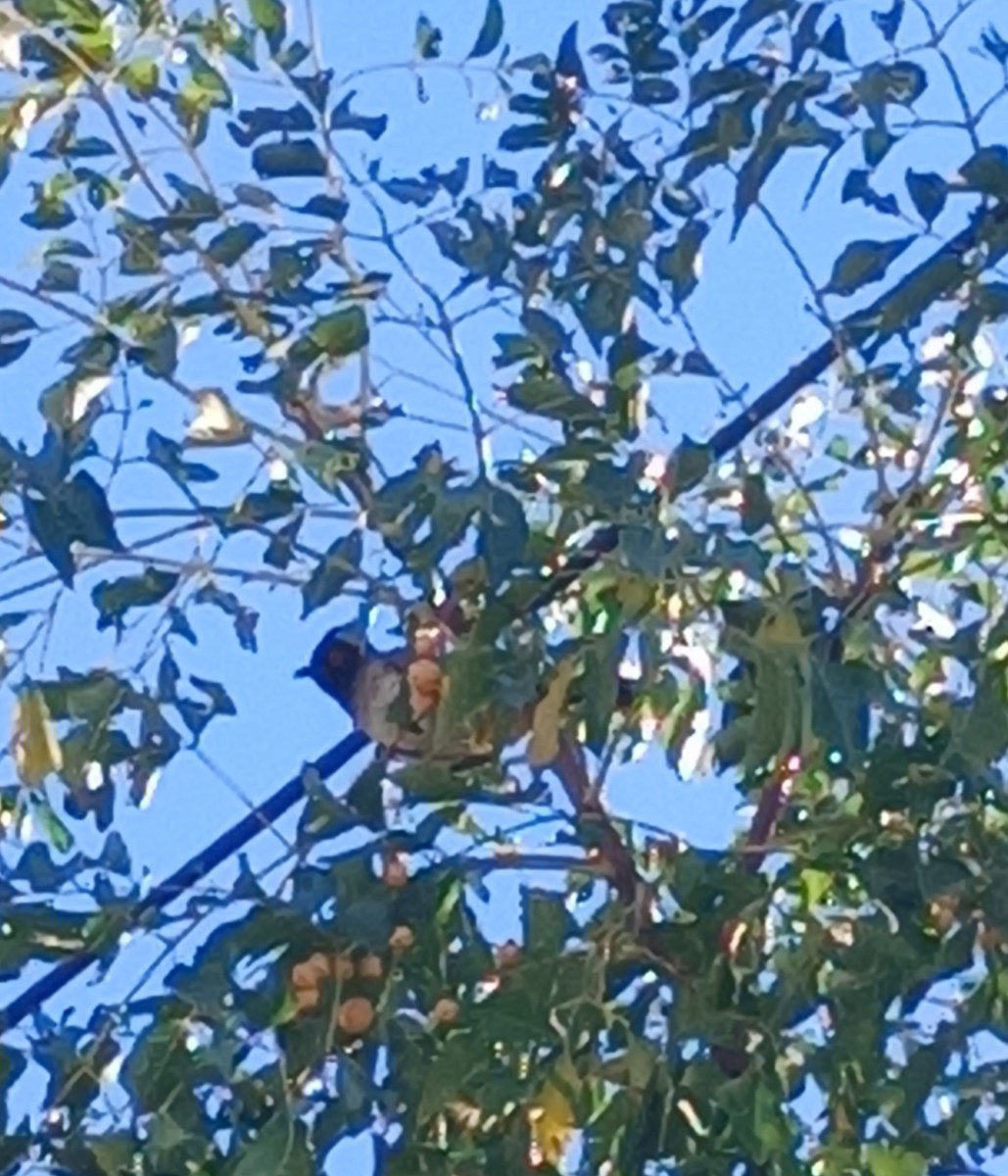 Black-fronted Bulbul - ML619273937