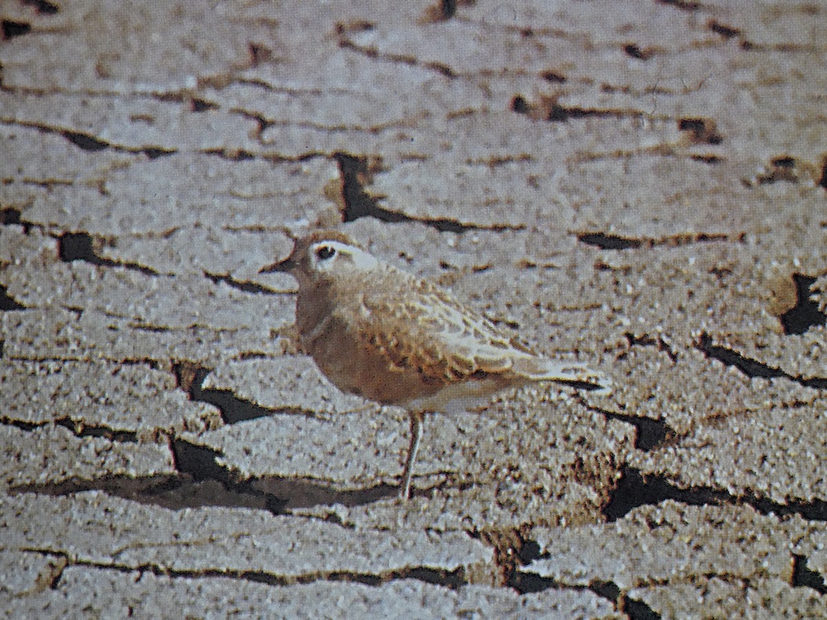 Eurasian Dotterel - ML619273947