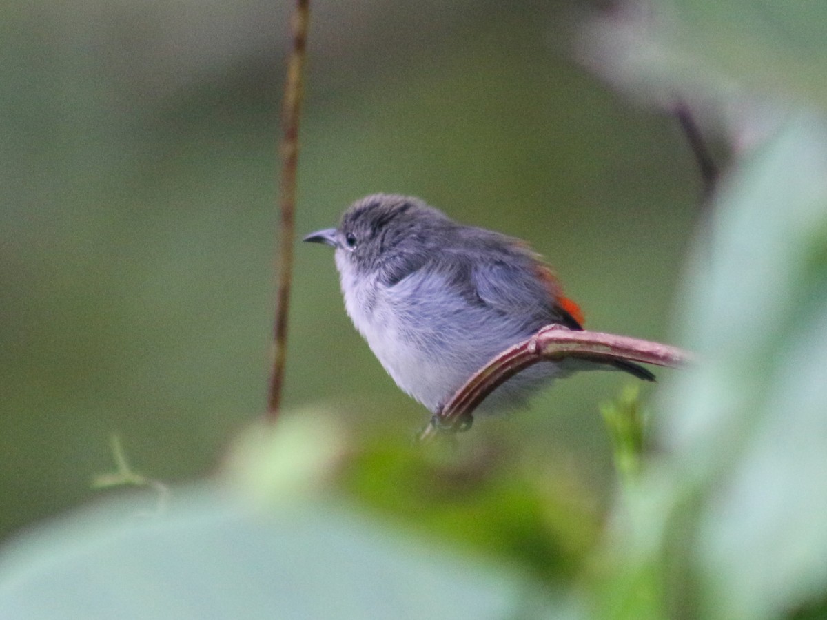 Scarlet-backed Flowerpecker - Gerard Chartier