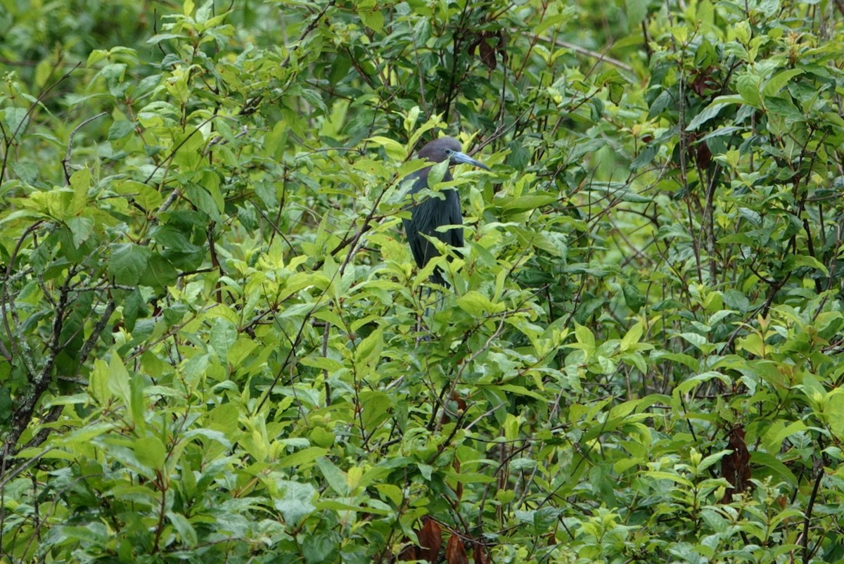 Little Blue Heron - deborah grimes