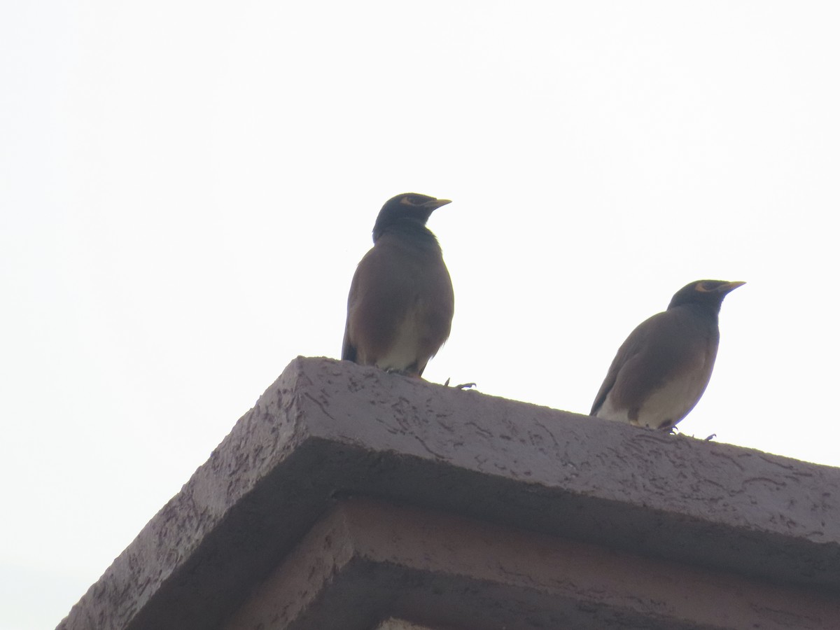 Common Myna - Shilpa Gadgil