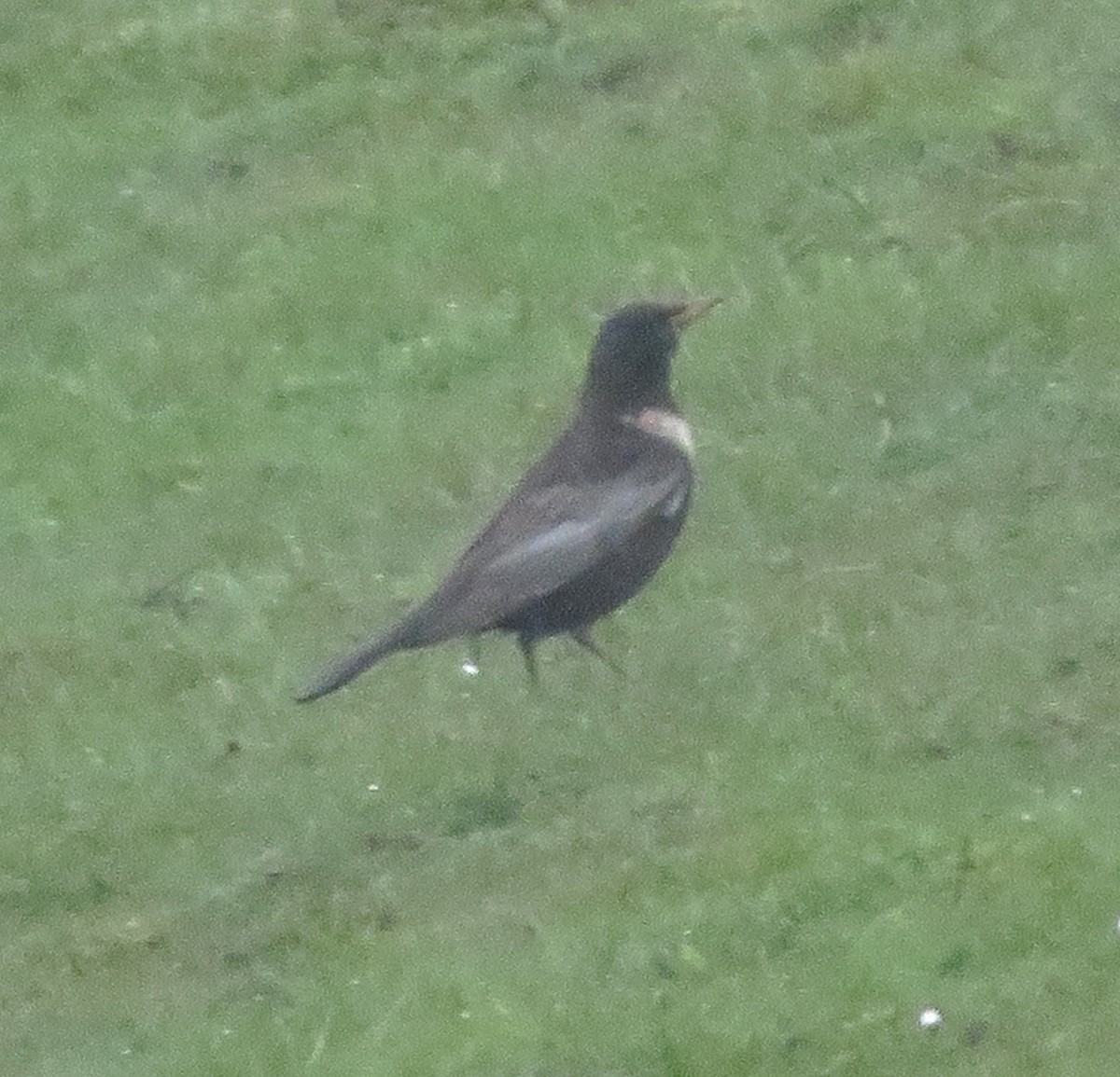 Ring Ouzel - Paul Stewart