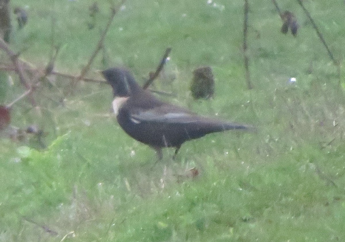 Ring Ouzel - Paul Stewart