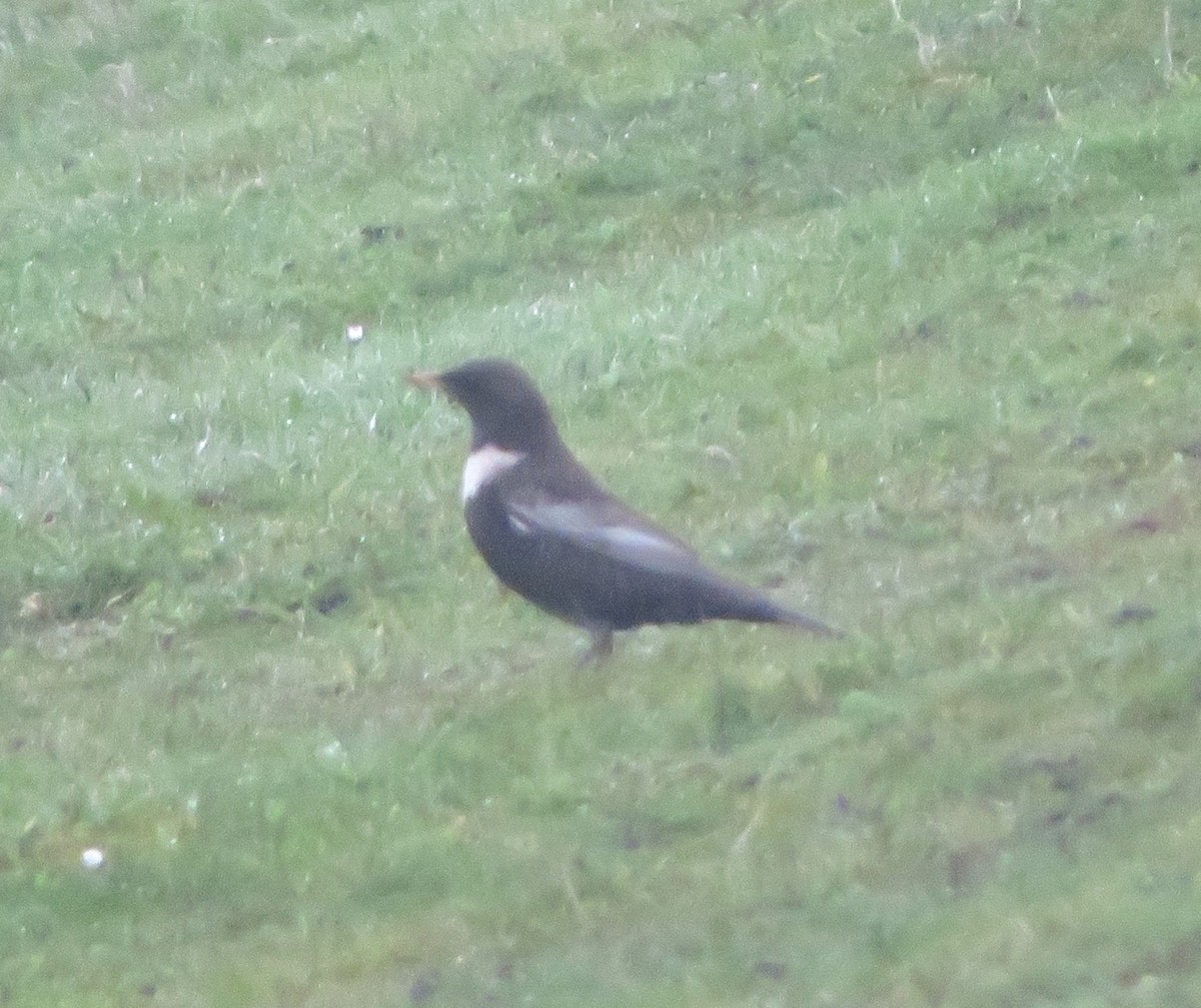 Ring Ouzel - Paul Stewart