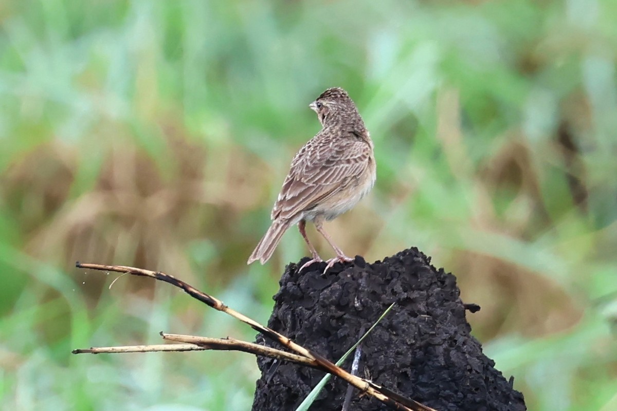 Singing Bushlark - Peter Christiaen