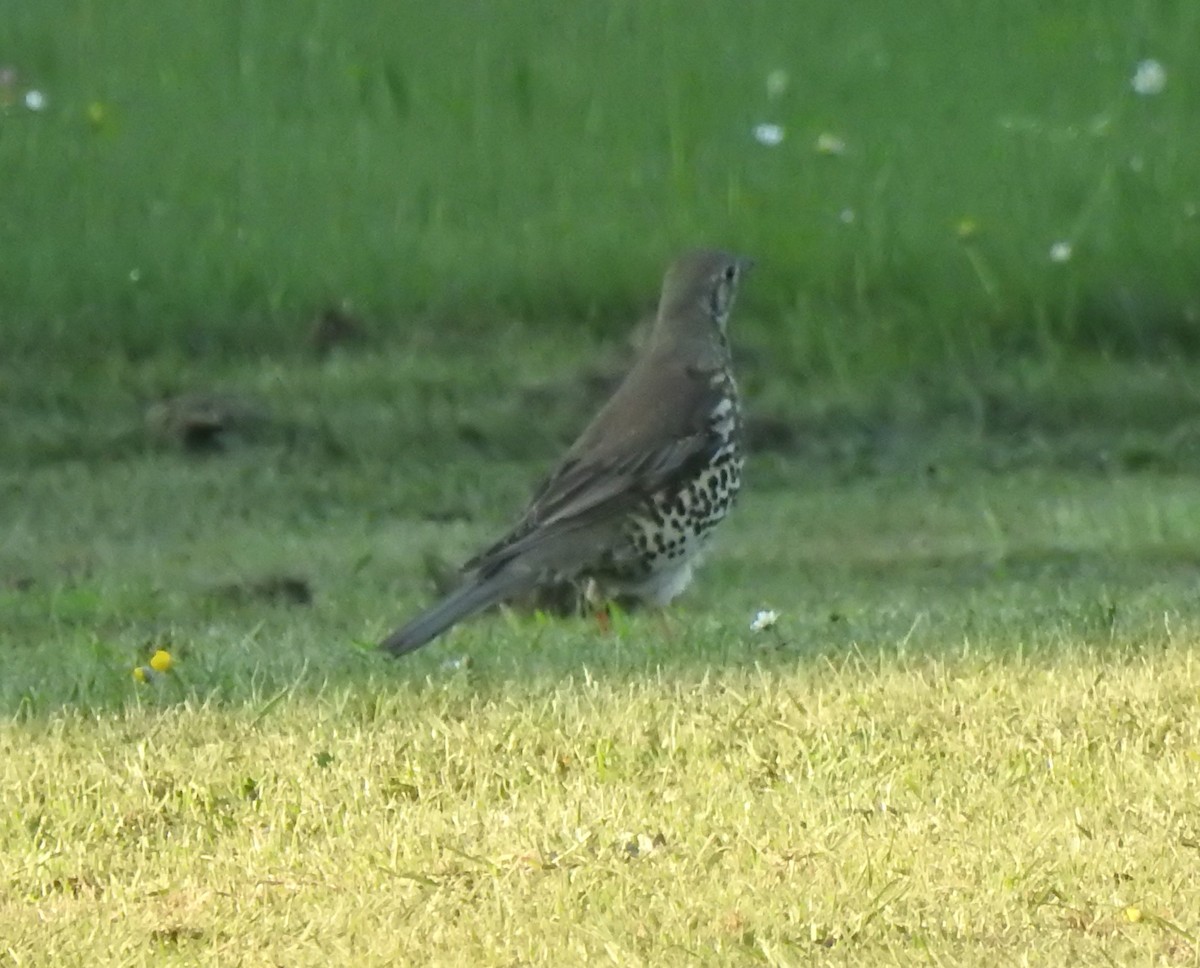 Mistle Thrush - Bill Mulhearn