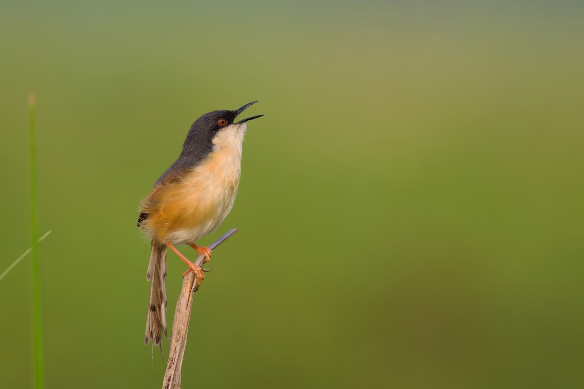 Ashy Prinia - Sourav Mandal