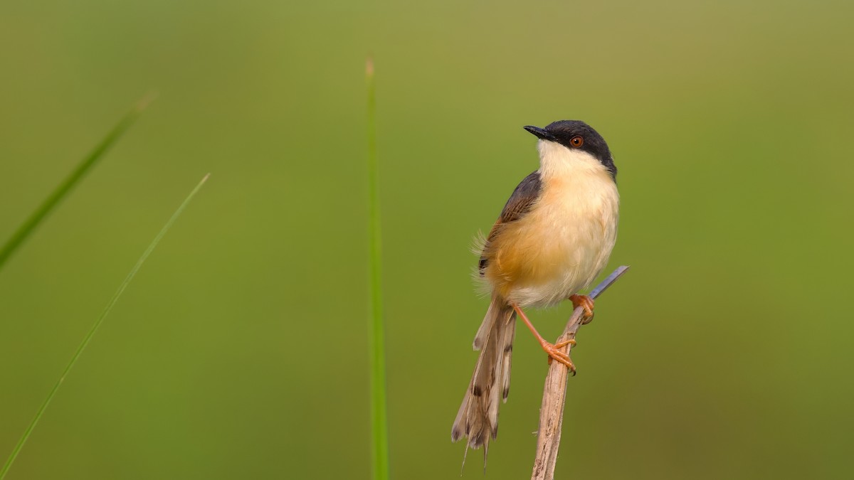 Prinia Cenicienta - ML619273992