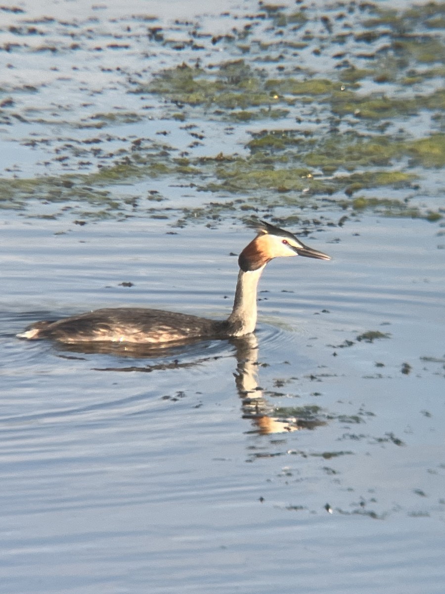 Great Crested Grebe - ML619273994