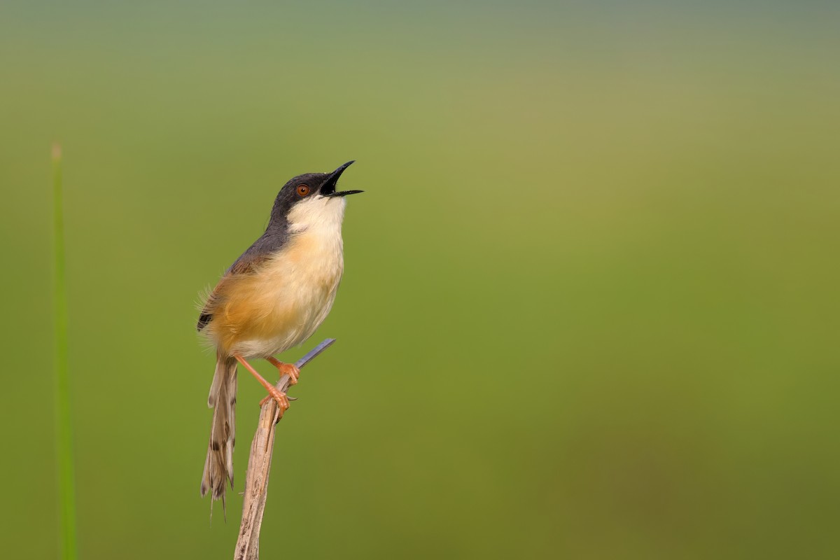 Ashy Prinia - Sourav Mandal