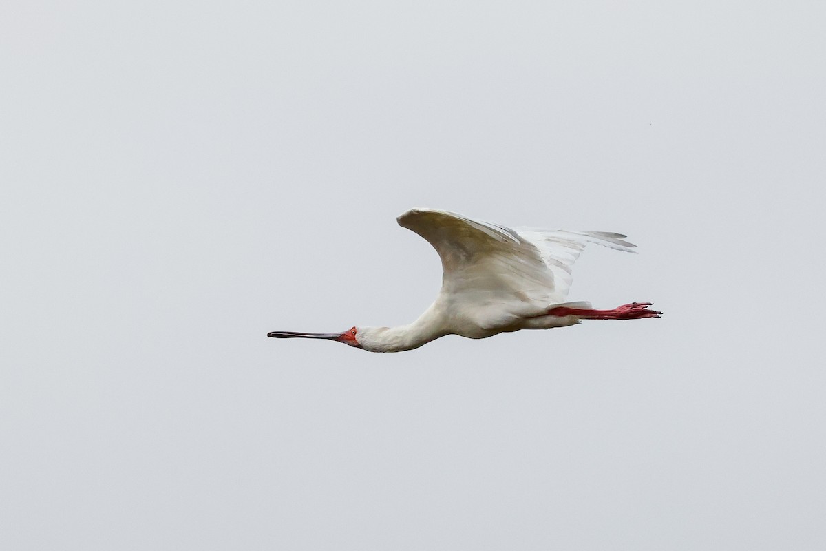 African Spoonbill - ML619274015