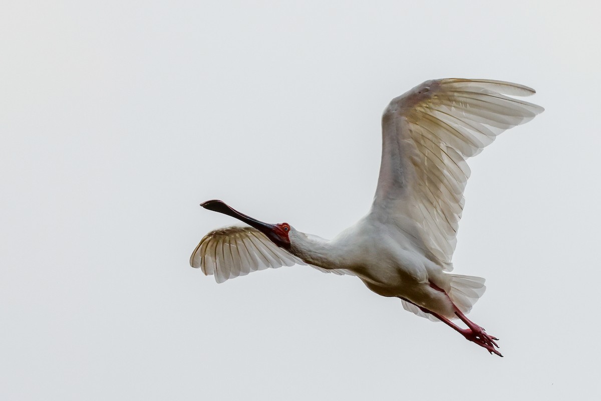 African Spoonbill - ML619274016