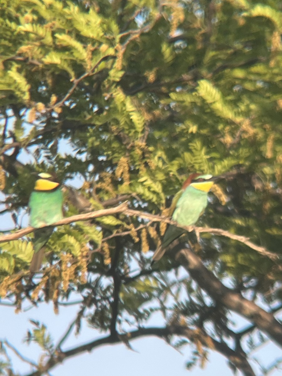 European Bee-eater - ML619274025