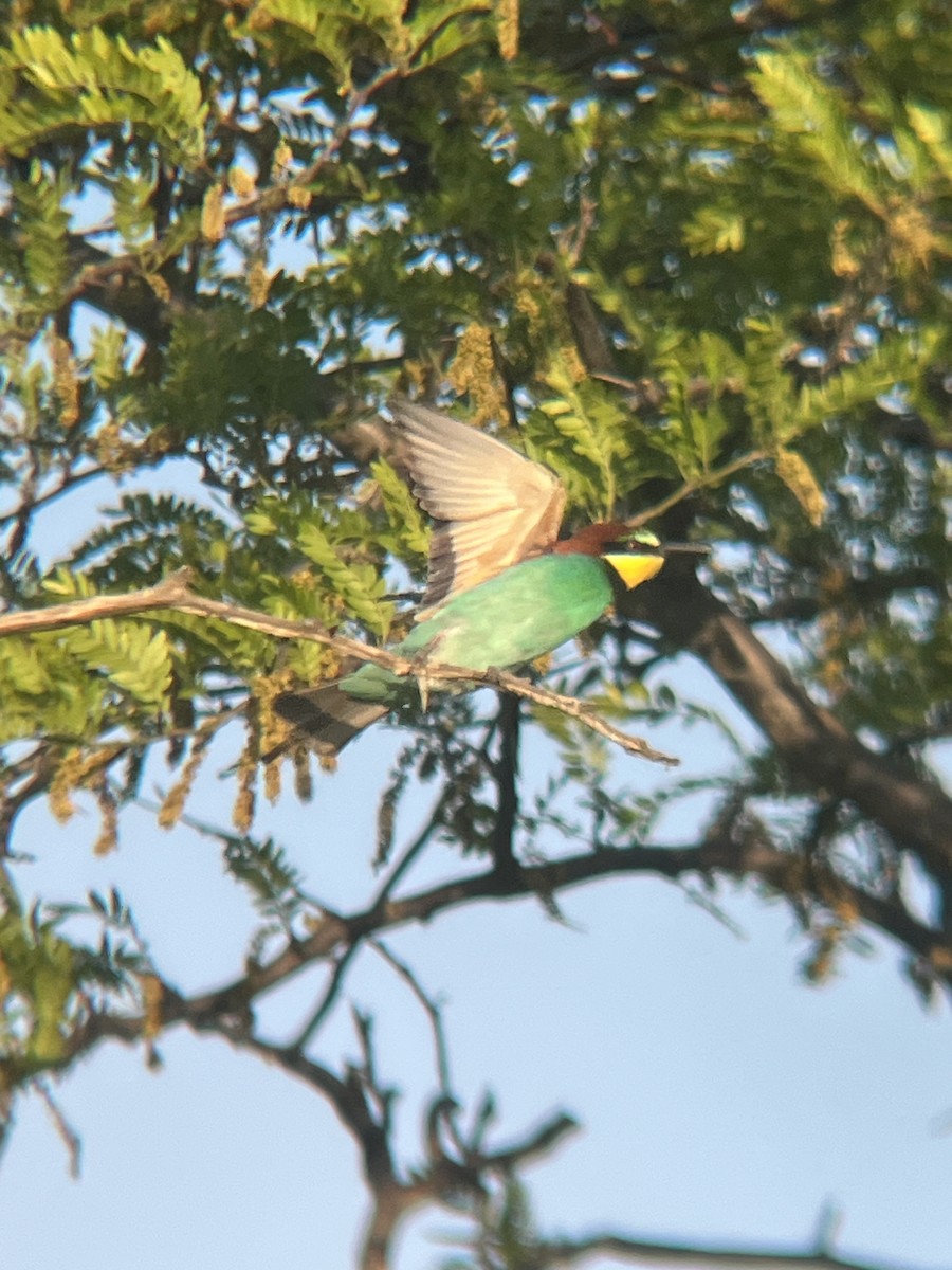 European Bee-eater - ML619274026