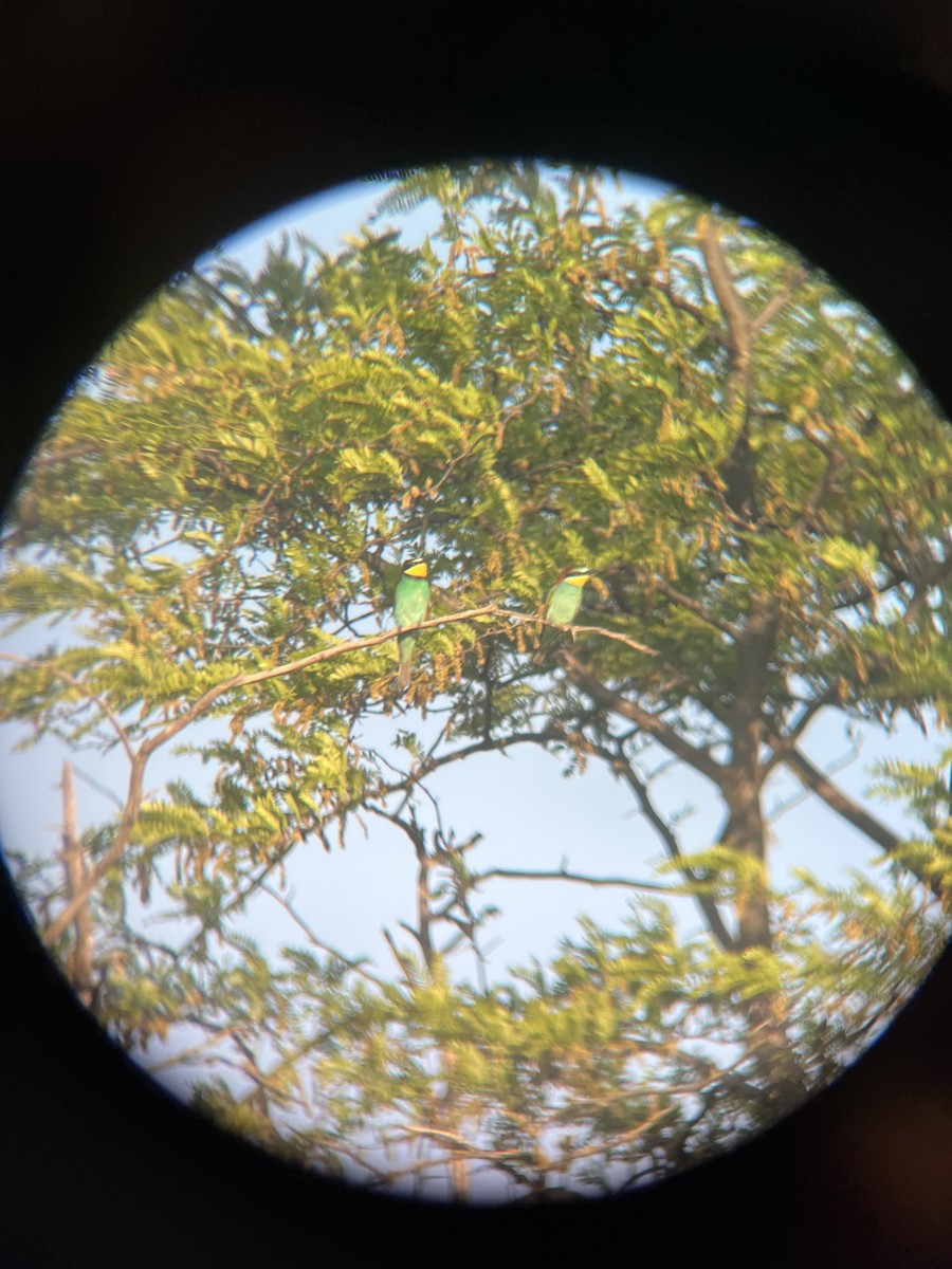 European Bee-eater - ML619274027