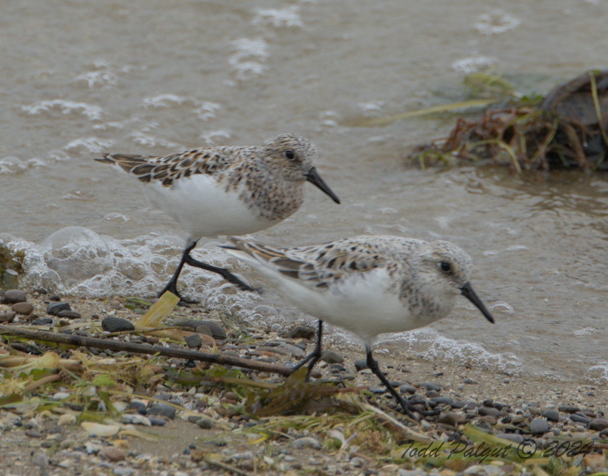 Sanderling - t palgut