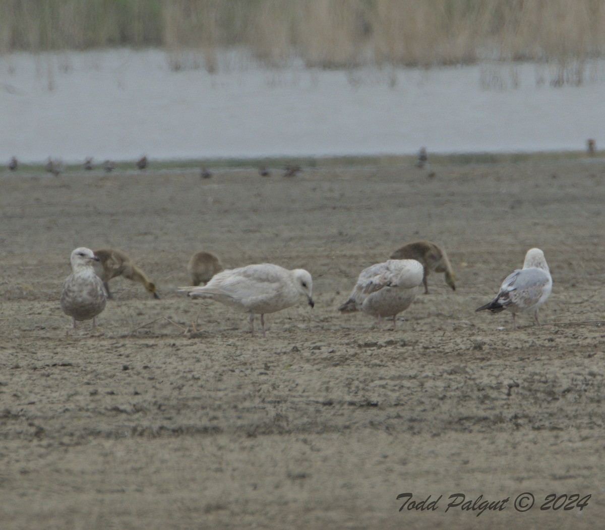 Gaviota Groenlandesa - ML619274041