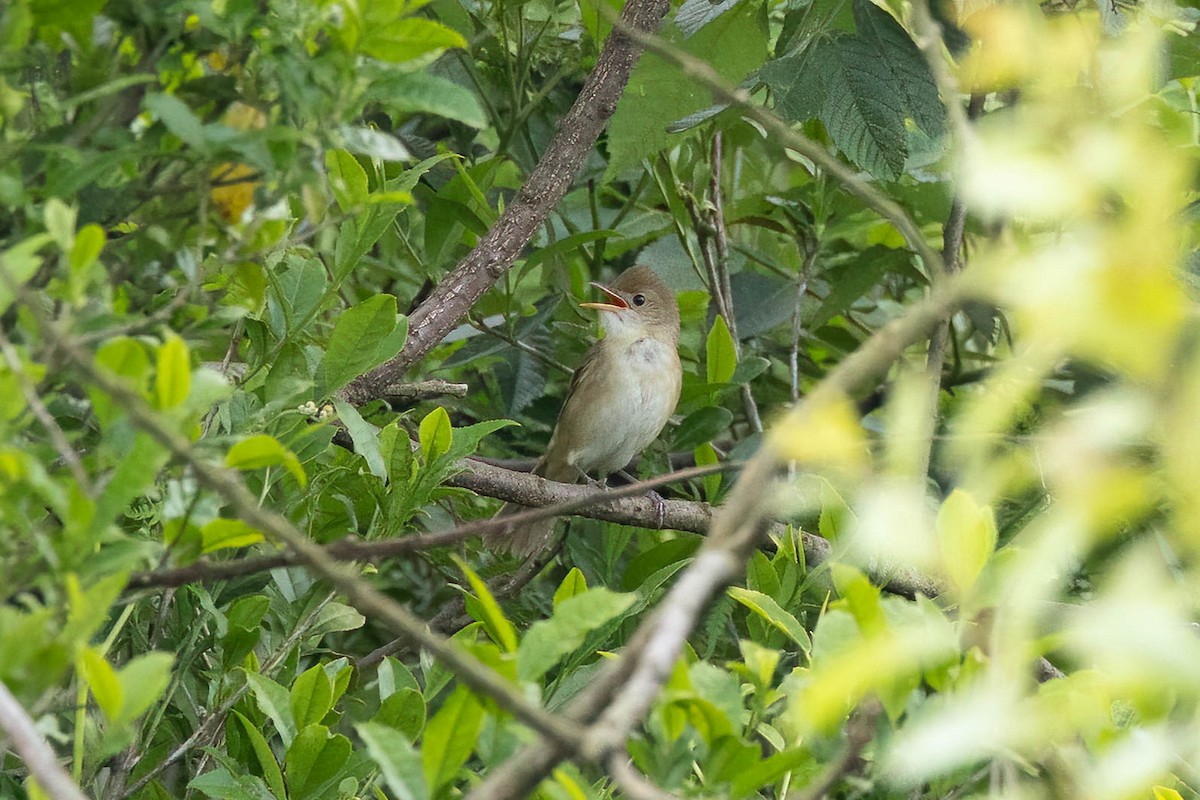 Thick-billed Warbler - Sam N