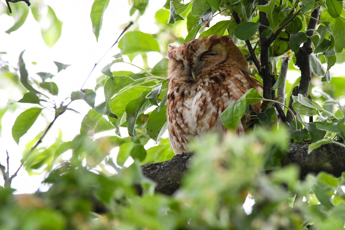 Eastern Screech-Owl (Northern) - Brian Danforth