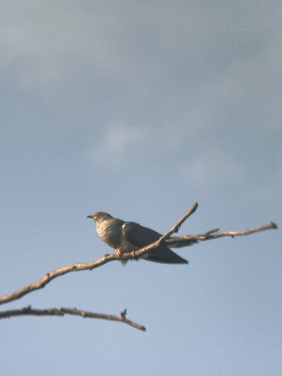 Common Cuckoo - ML619274046